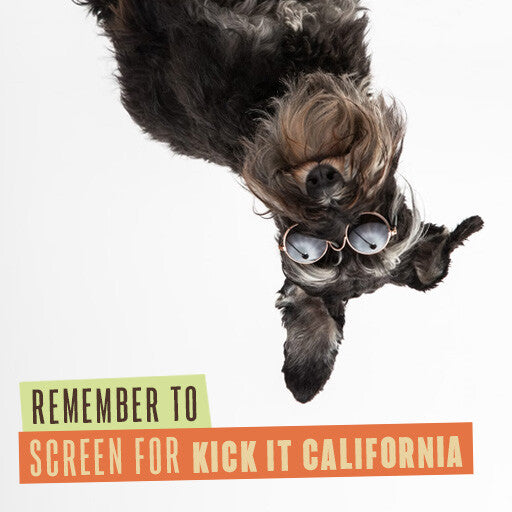 211 Internal Reminder Assets | Dog Friendly