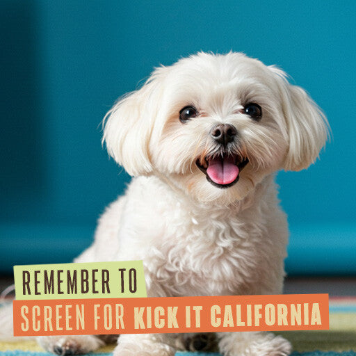 211 Internal Reminder Assets | Dog Friendly