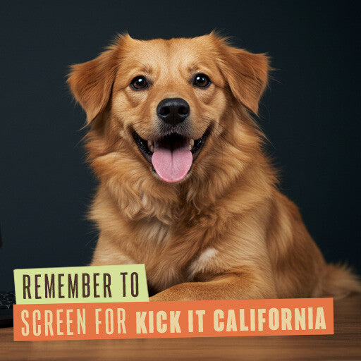 211 Internal Reminder Assets | Dog Friendly